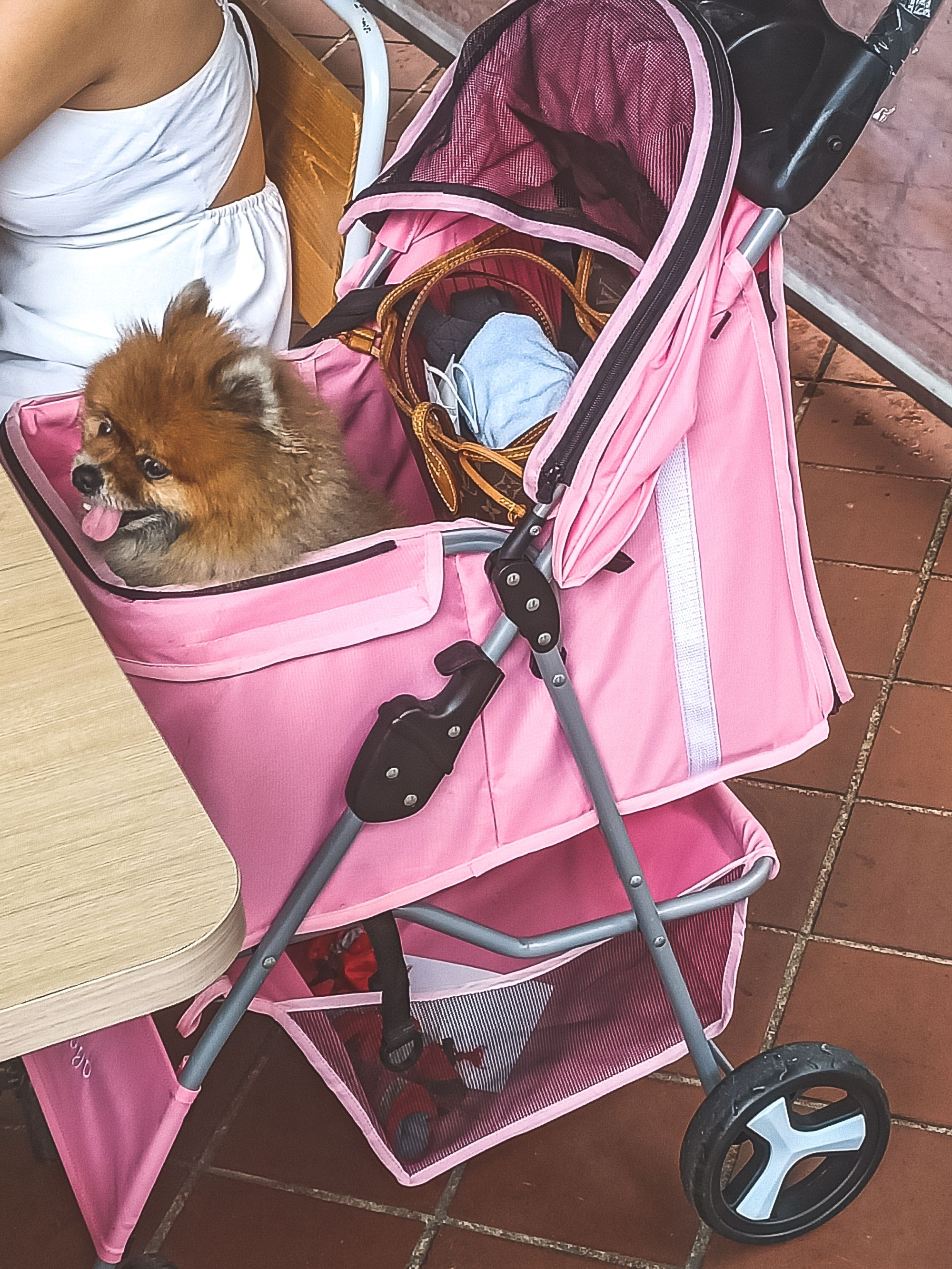 Close up of a Pomeranian dog sitting in a pink stroller