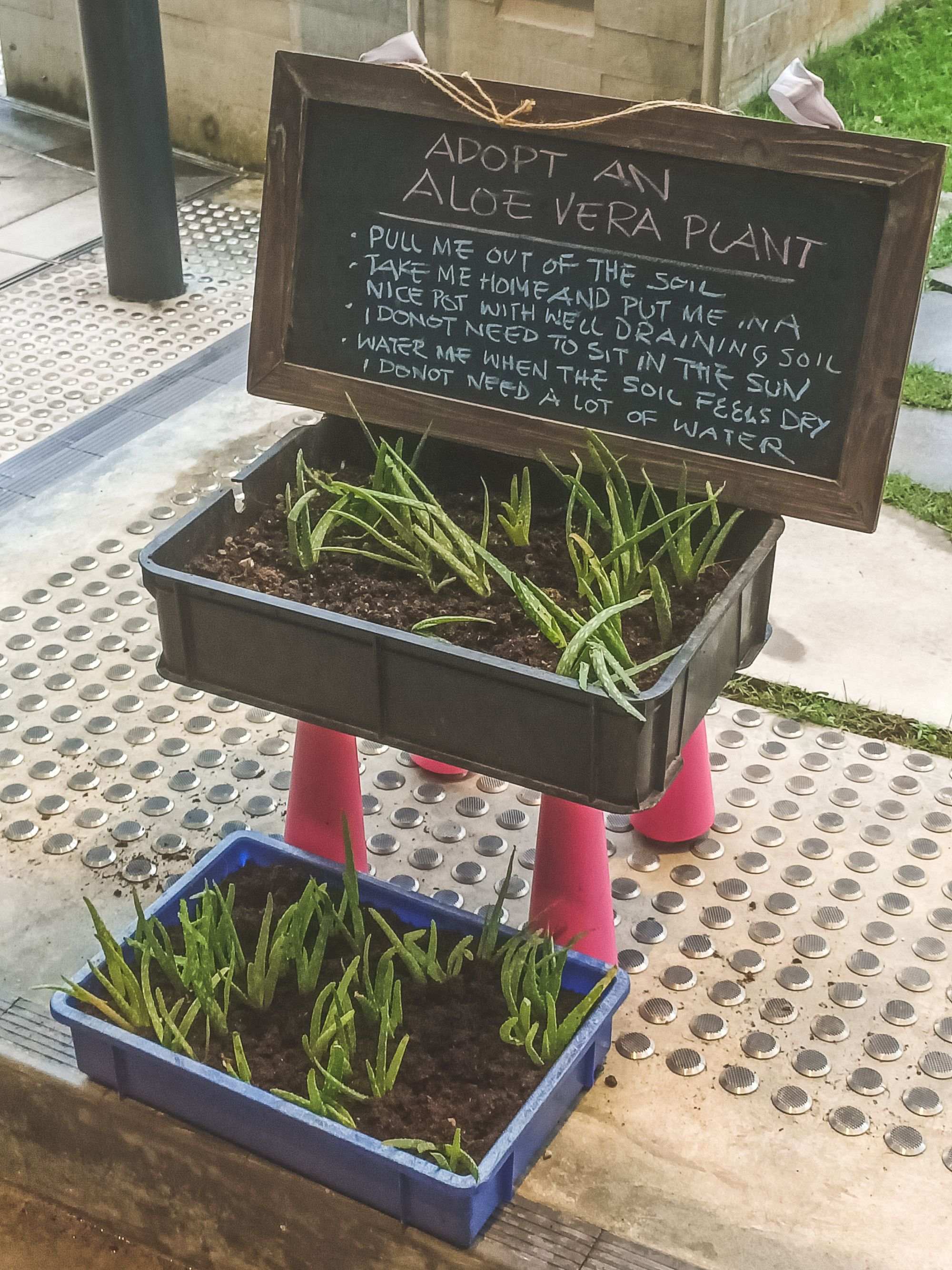 Two punnets of aloe vera with a sign saying "adopt an aloe vera plant"