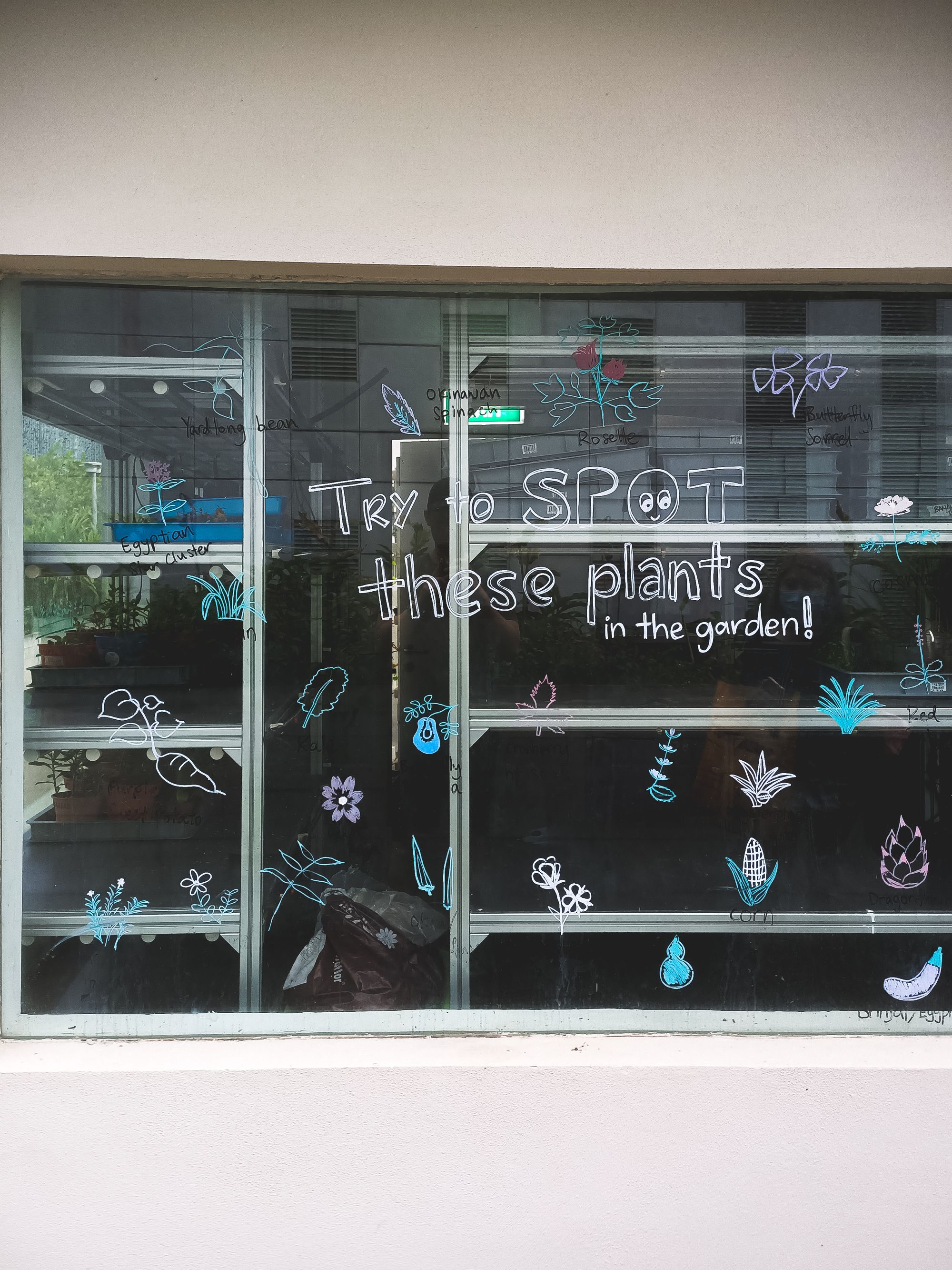 Marker drawings of plants on a glass window with the words "try to spot these in the garden"