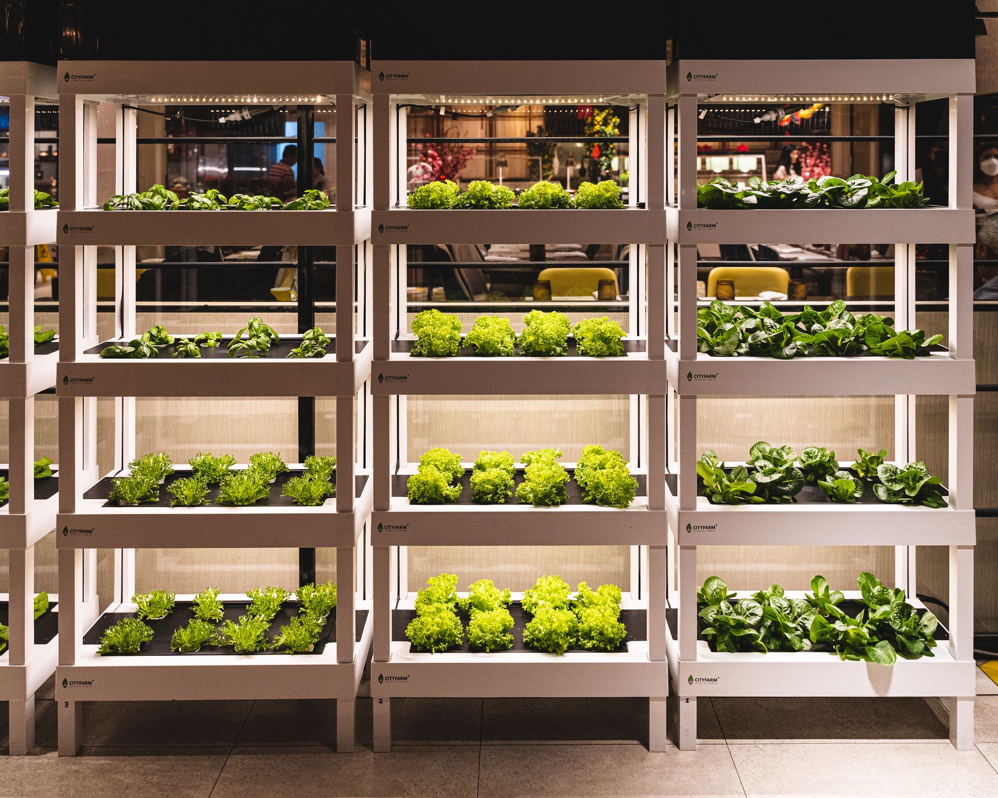 Indoor hydroponic herb garden