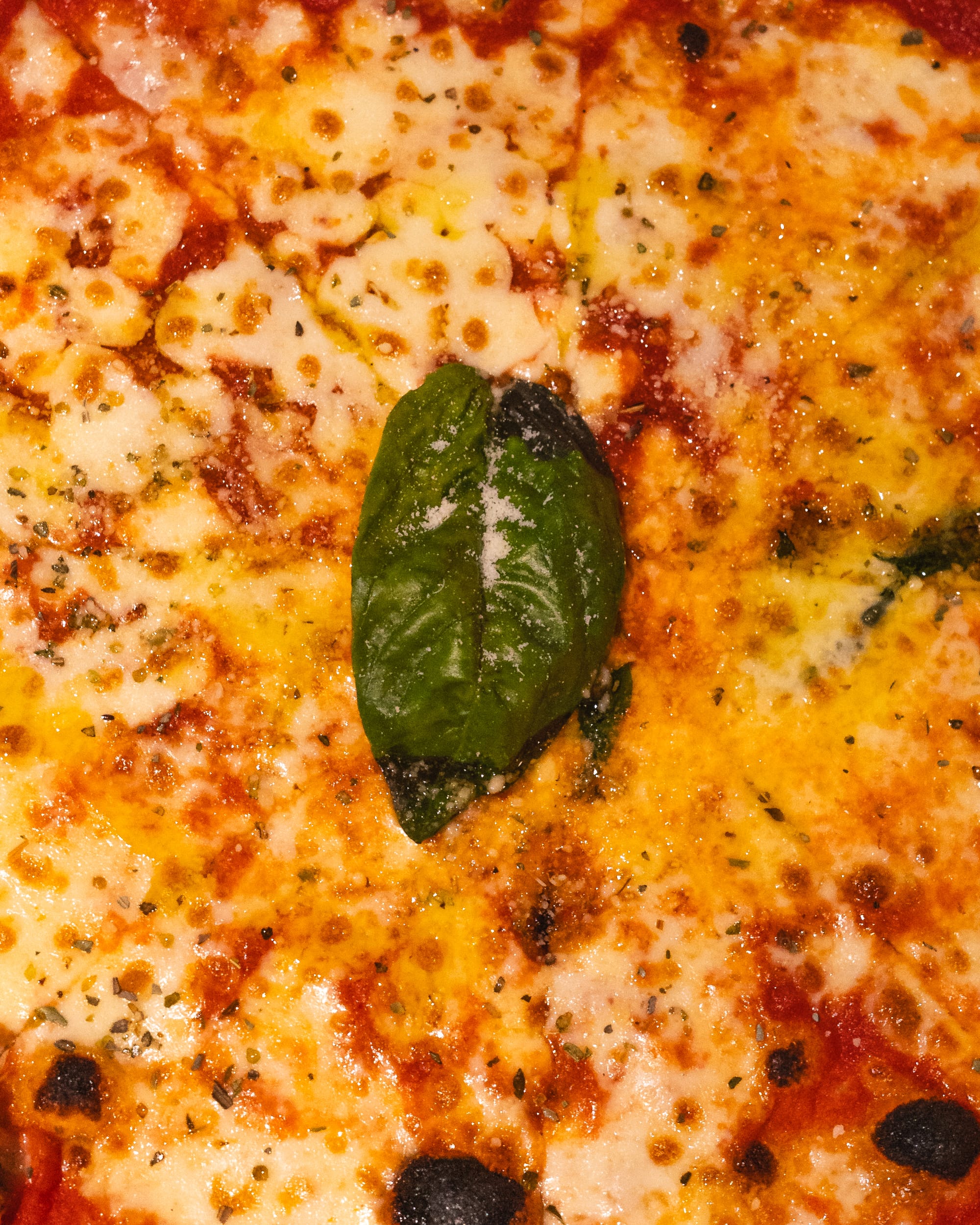 Close up shot of Margherita pizza with cheese and basil